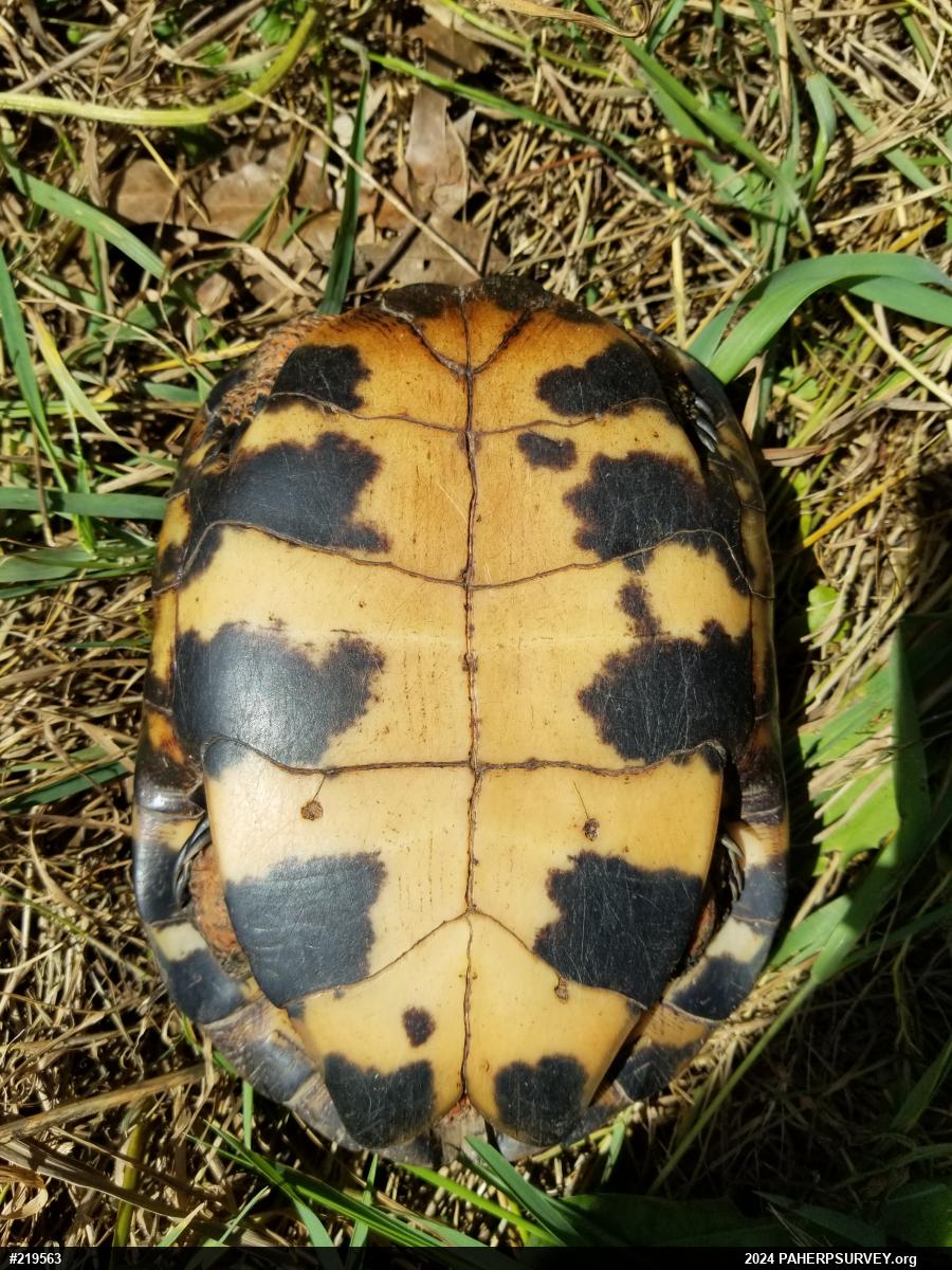 Wood Turtle