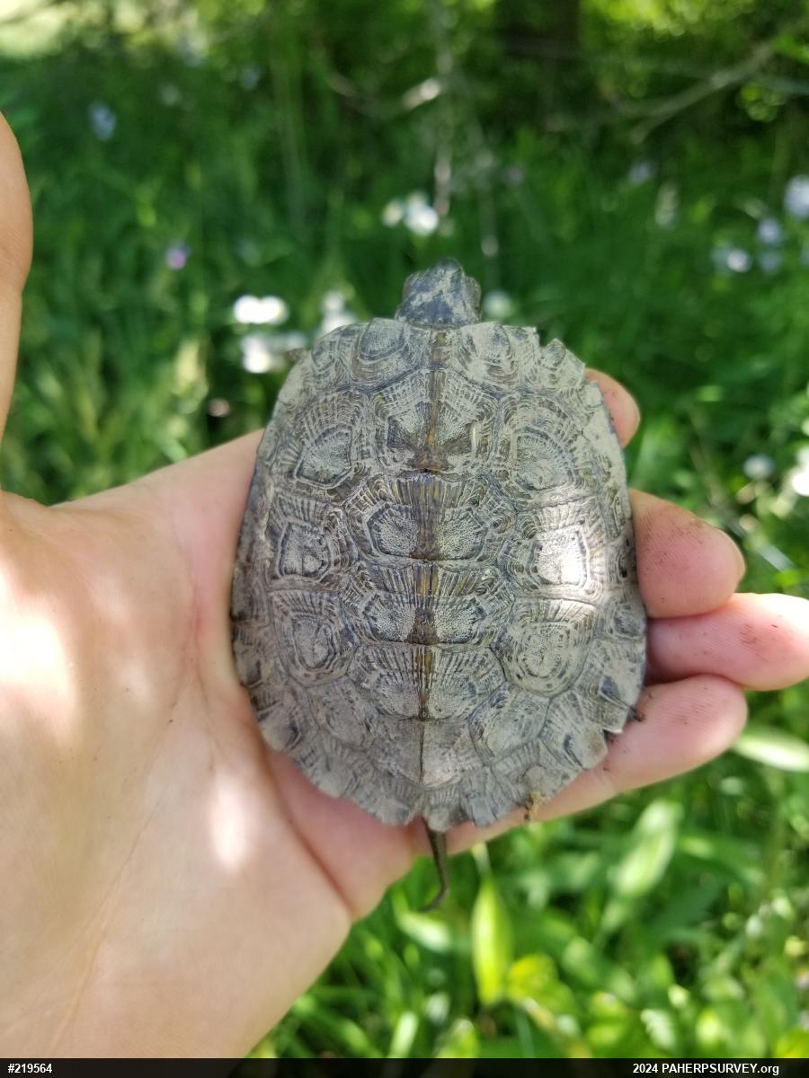 Wood Turtle