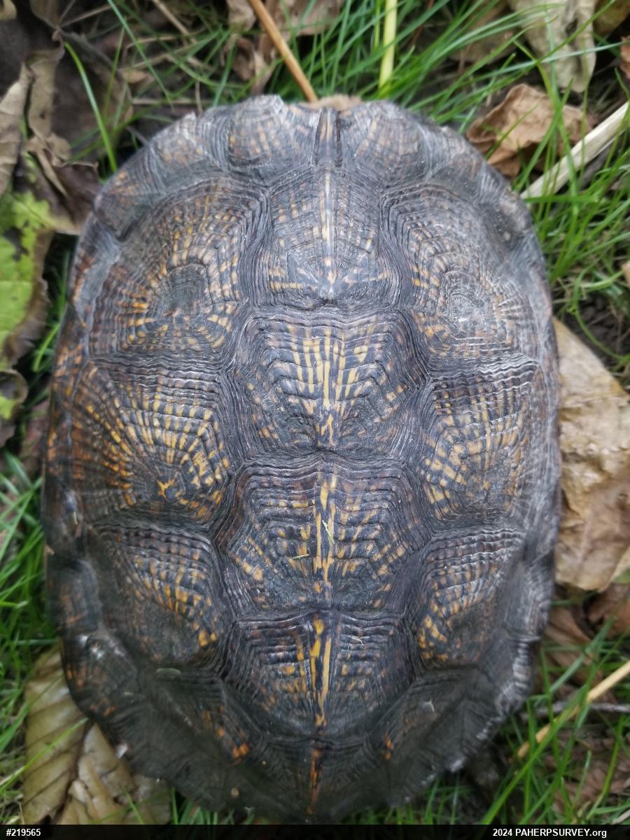 Wood Turtle