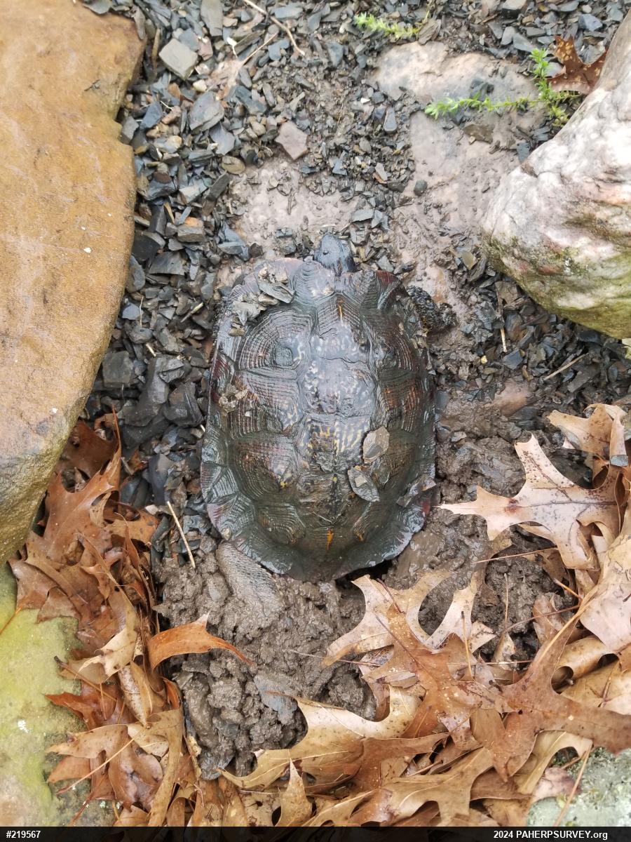 Wood Turtle