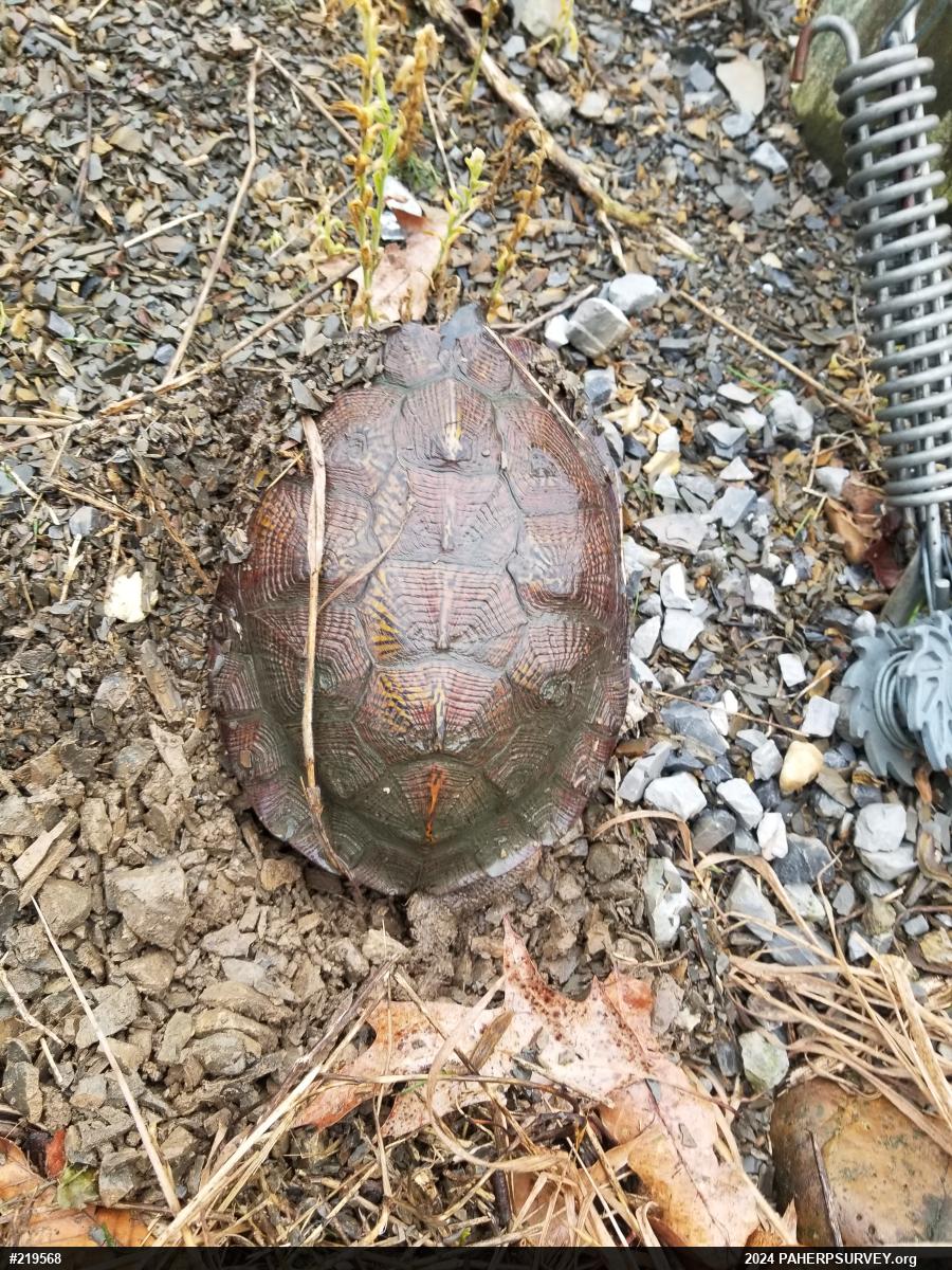 Wood Turtle