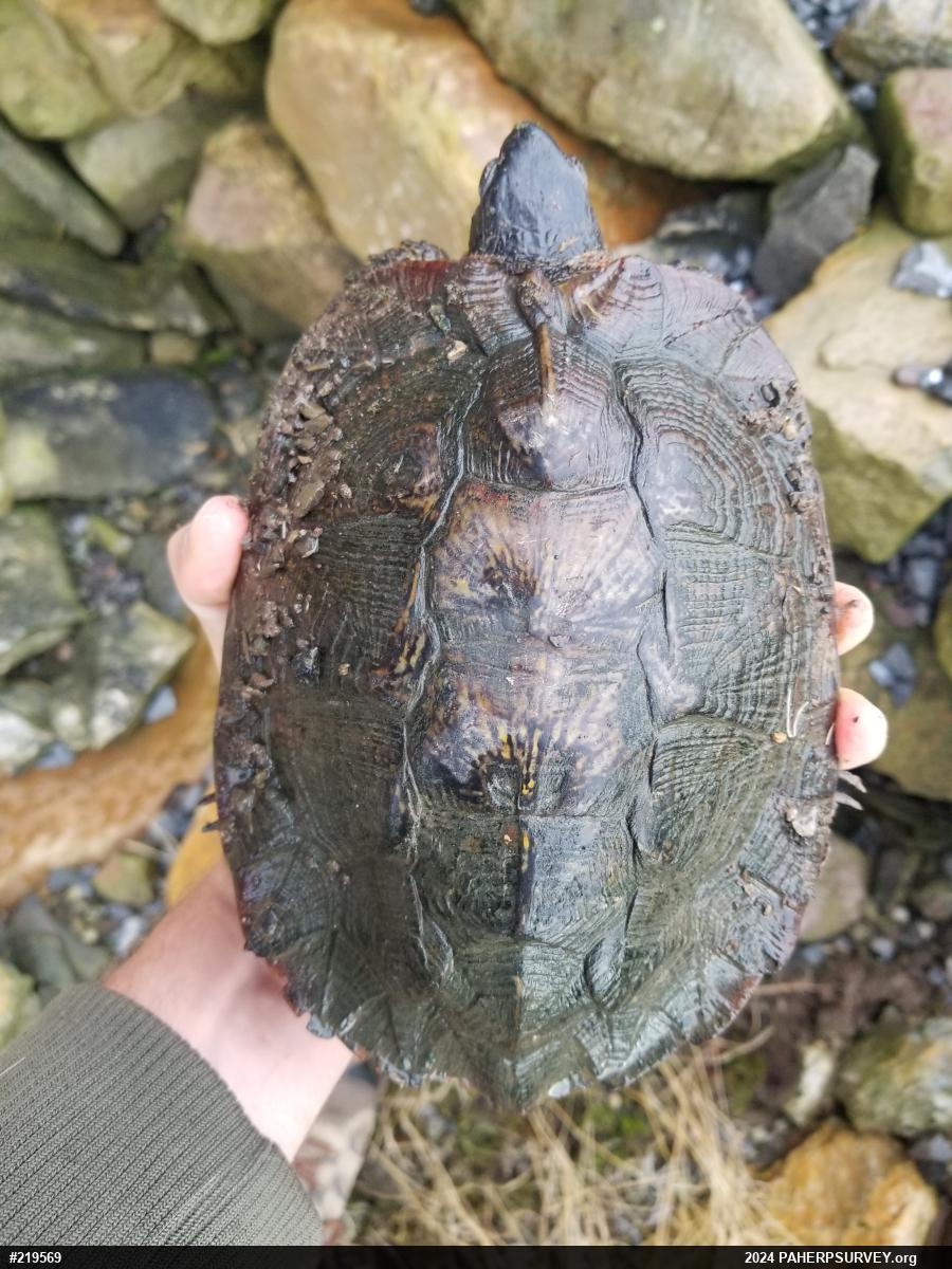 Wood Turtle