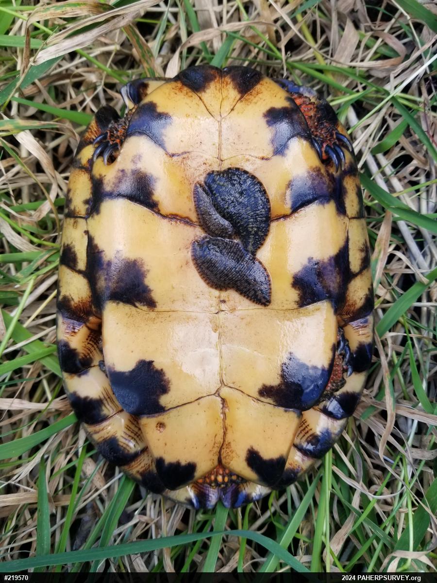 Wood Turtle