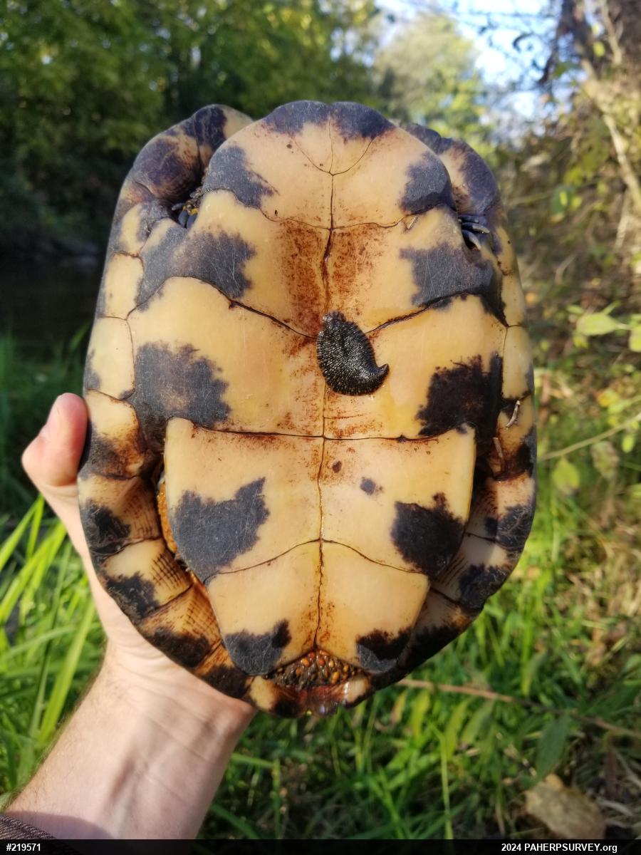 Wood Turtle
