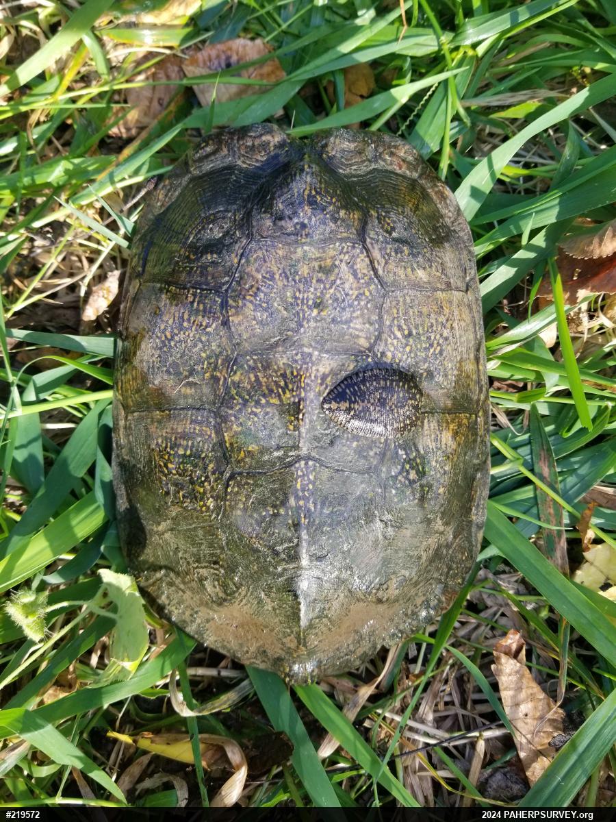 Wood Turtle