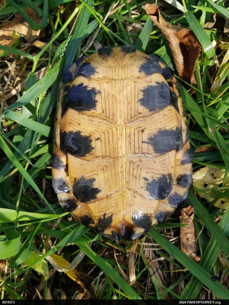 Wood Turtle