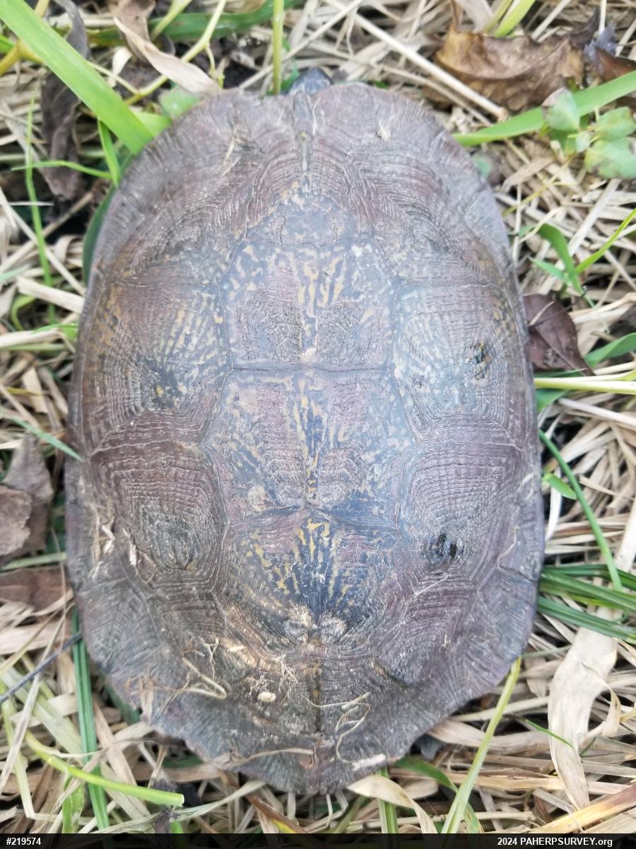 Wood Turtle