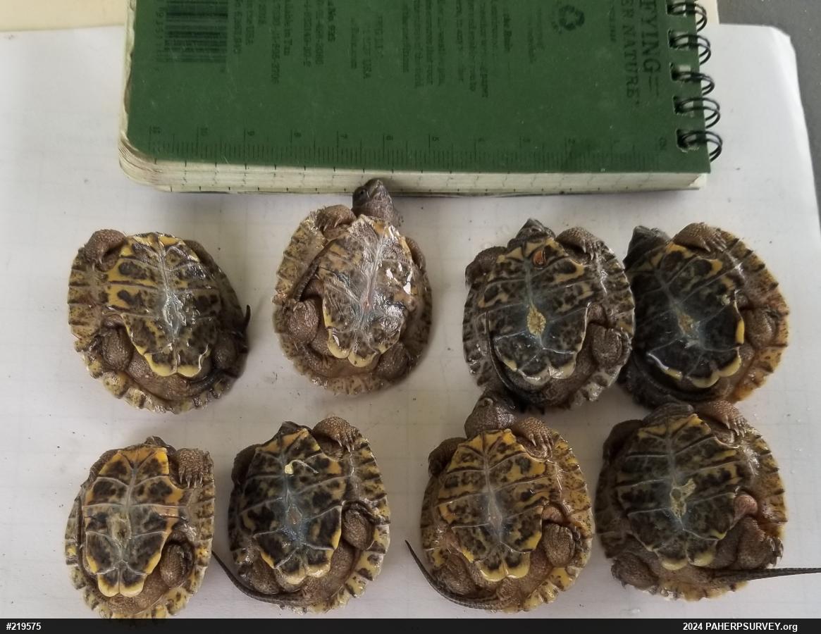 Wood Turtle
