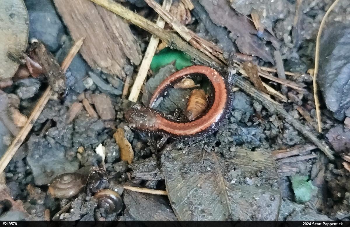 Eastern Red-backed  Salamander