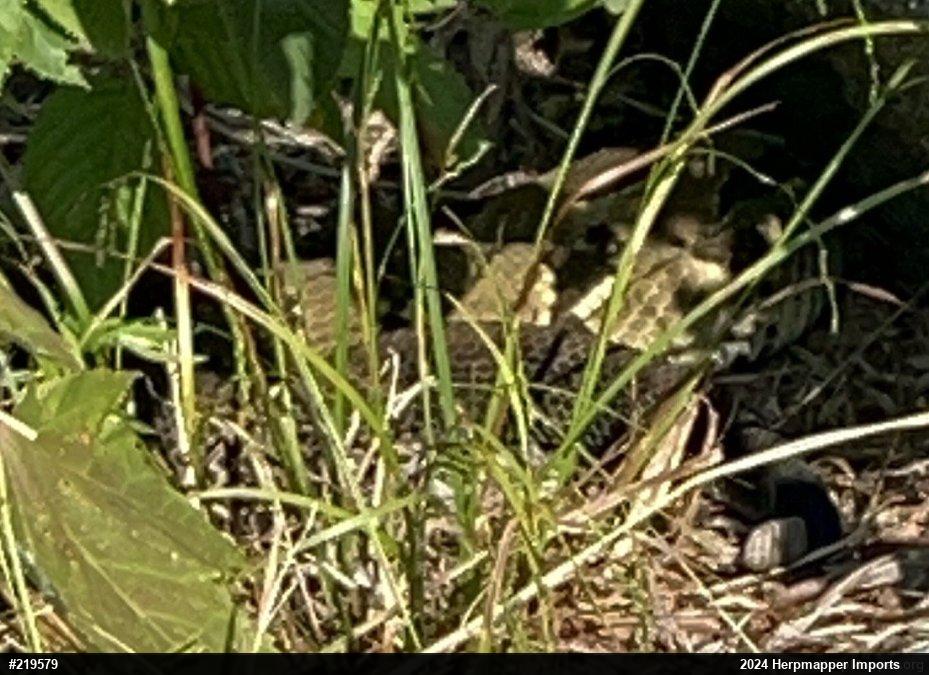 Timber Rattlesnake