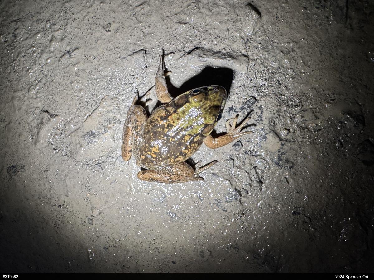 Green Frog