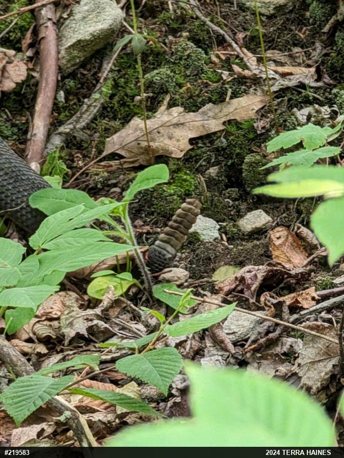 Timber Rattlesnake