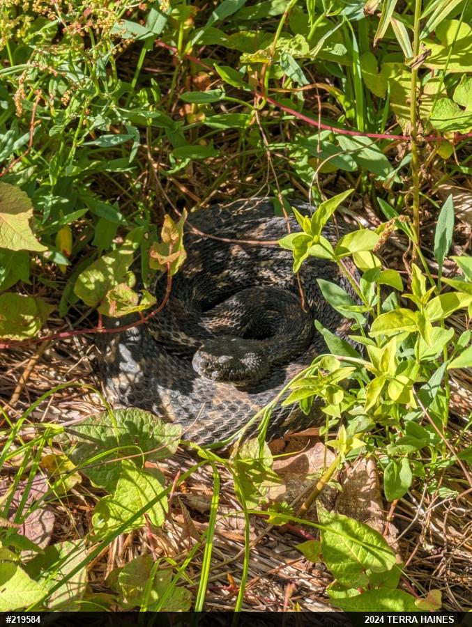 Timber Rattlesnake