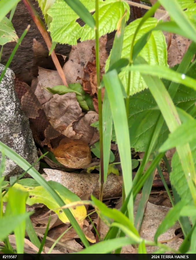 Northern Copperhead