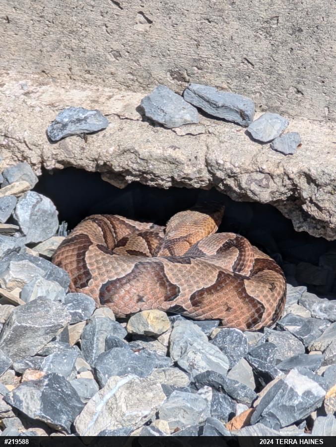 Northern Copperhead