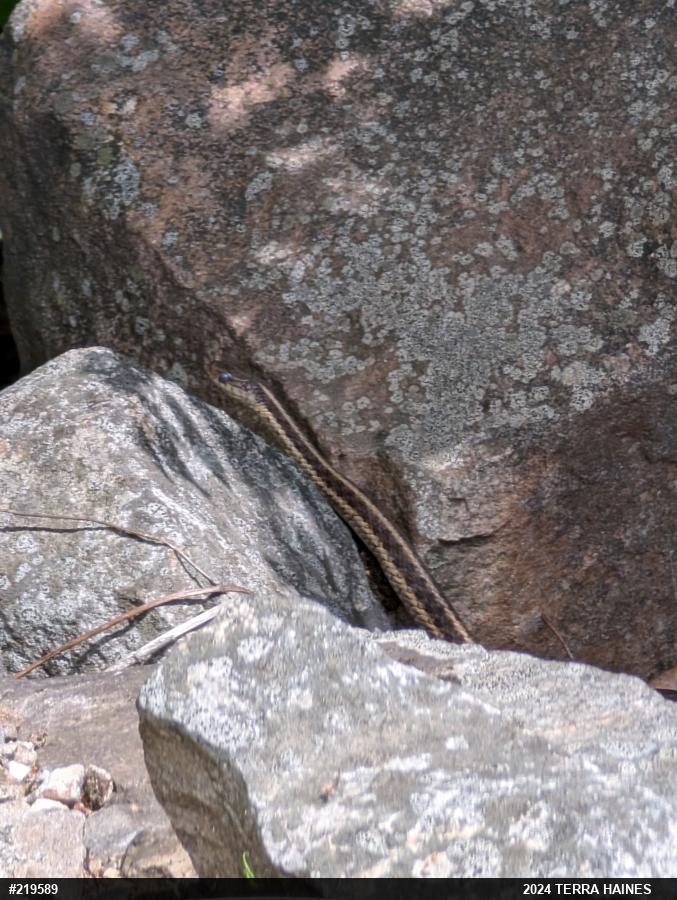 Eastern Gartersnake