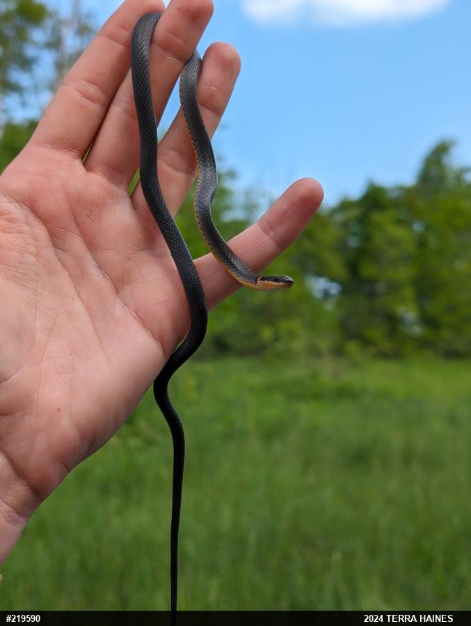 Northern Ring-necked Snake