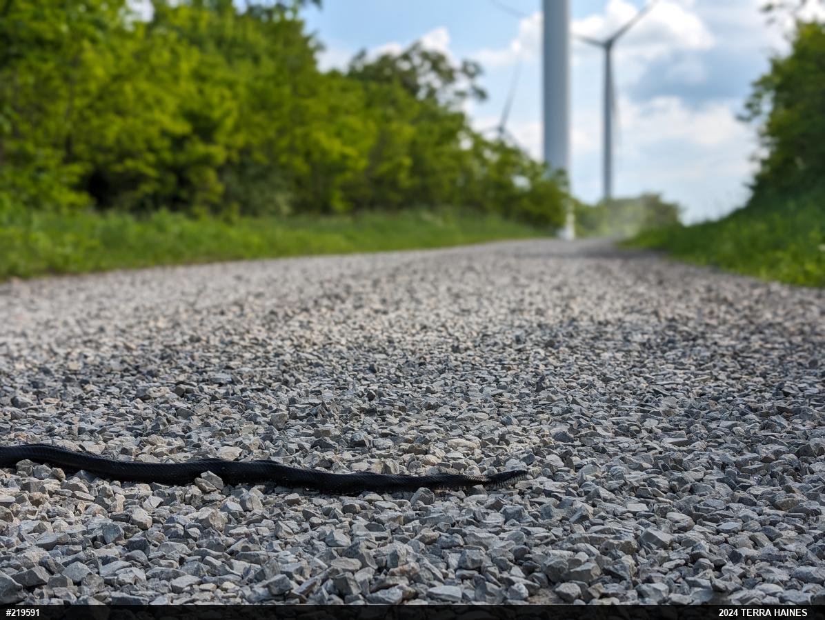 Eastern Ratsnake