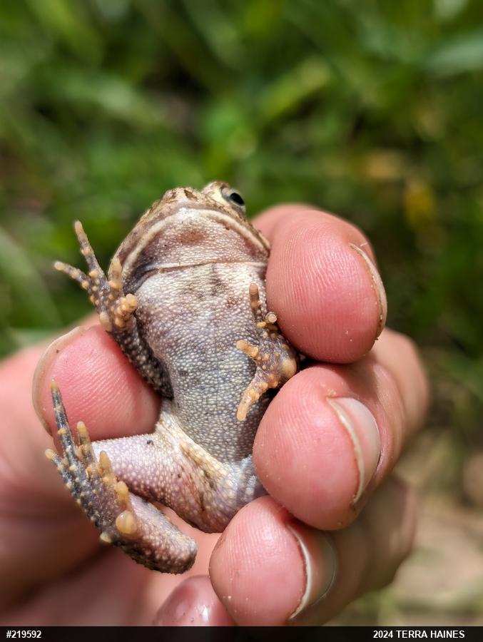 Eastern American Toad
