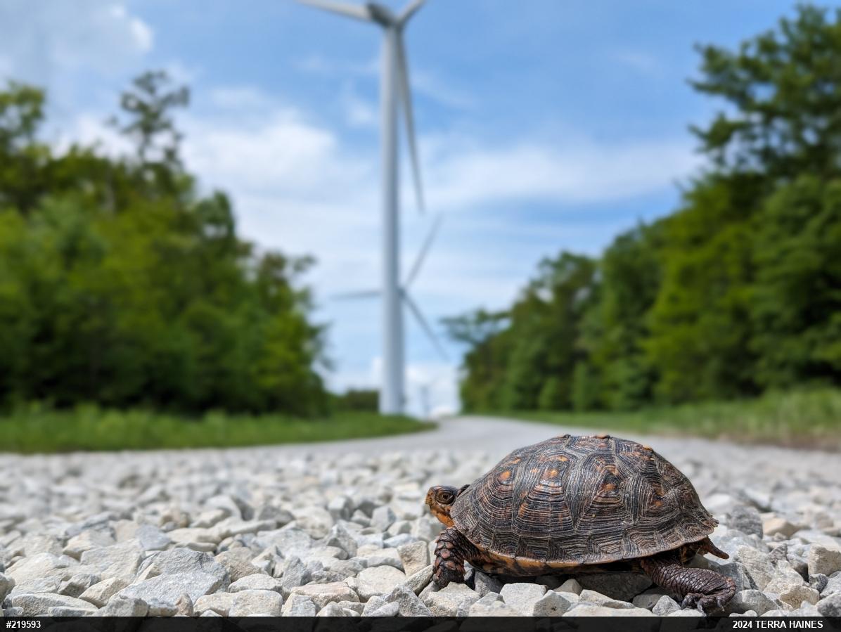 Eastern Box Turtle