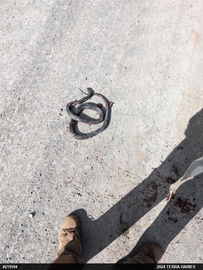 Eastern Ratsnake