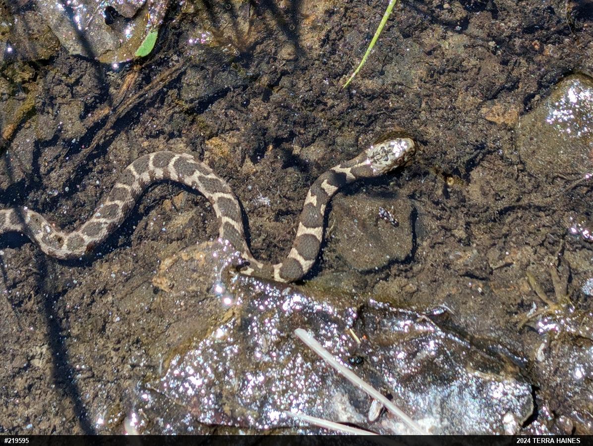 Northern Watersnake