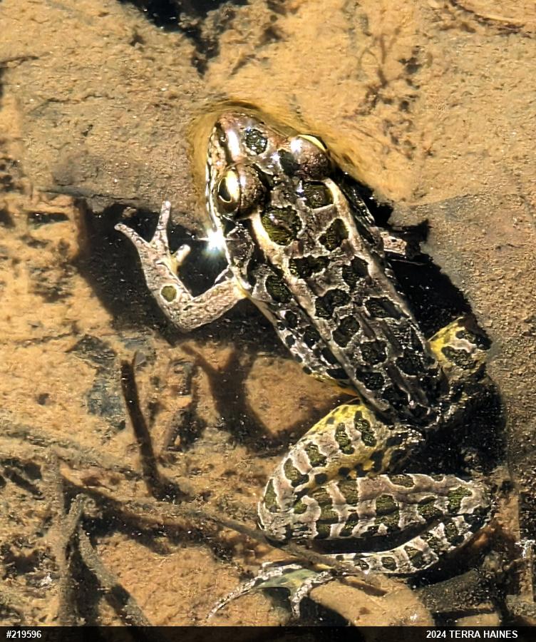 Pickerel Frog