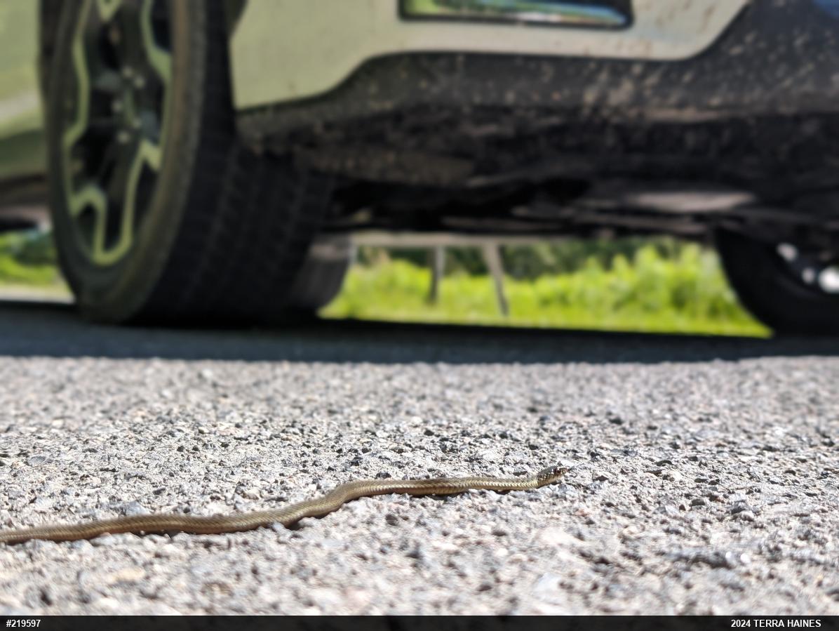 Eastern Gartersnake