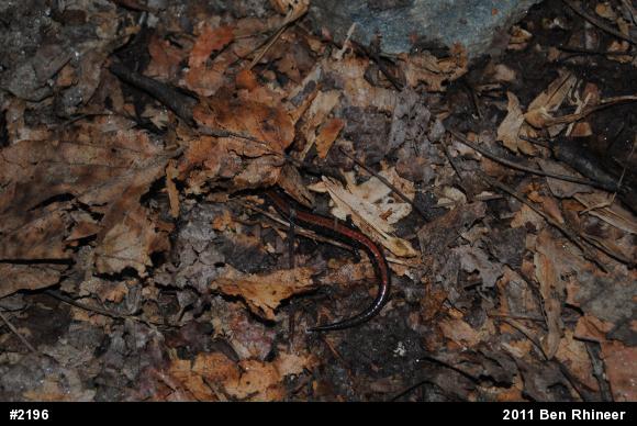Eastern Red-backed  Salamander