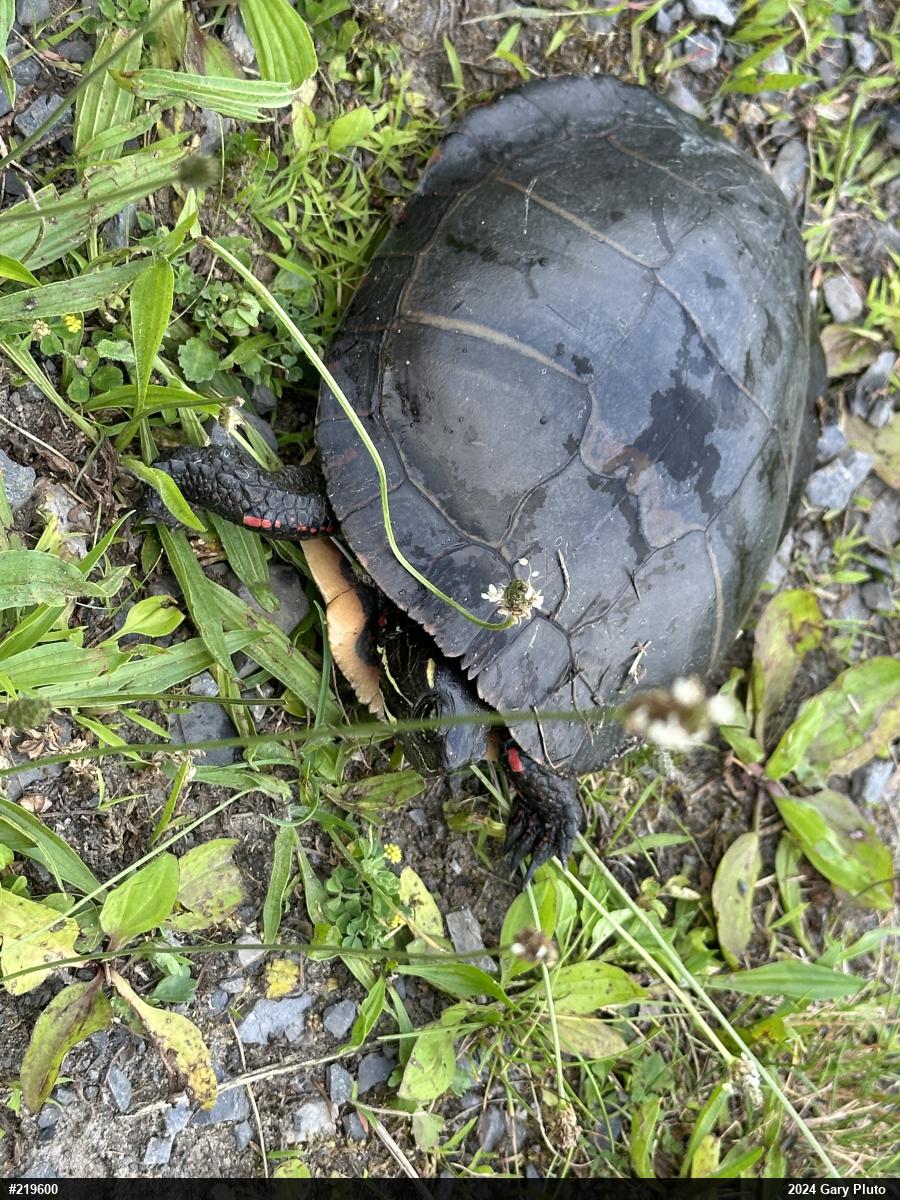 Painted Turtle