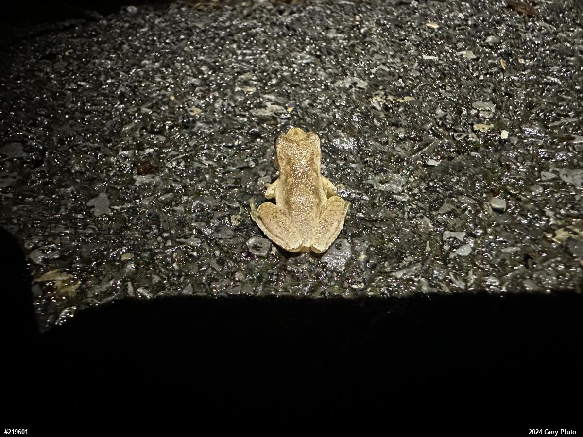 Spring Peeper