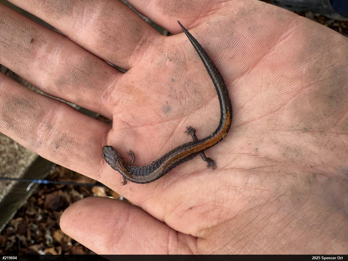 Eastern Red-backed  Salamander