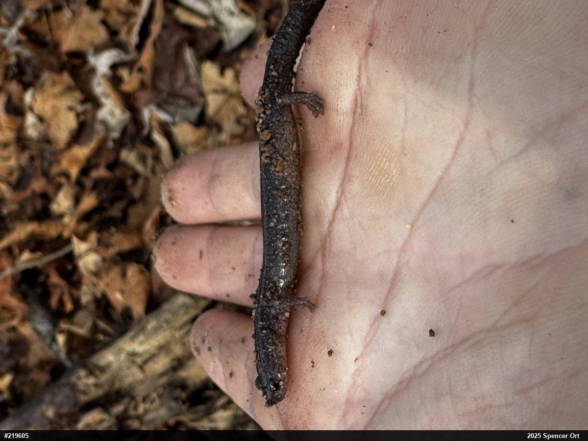 Eastern Red-backed  Salamander