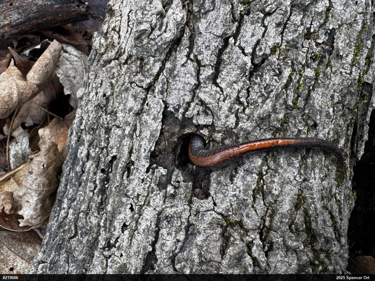 Eastern Red-backed  Salamander