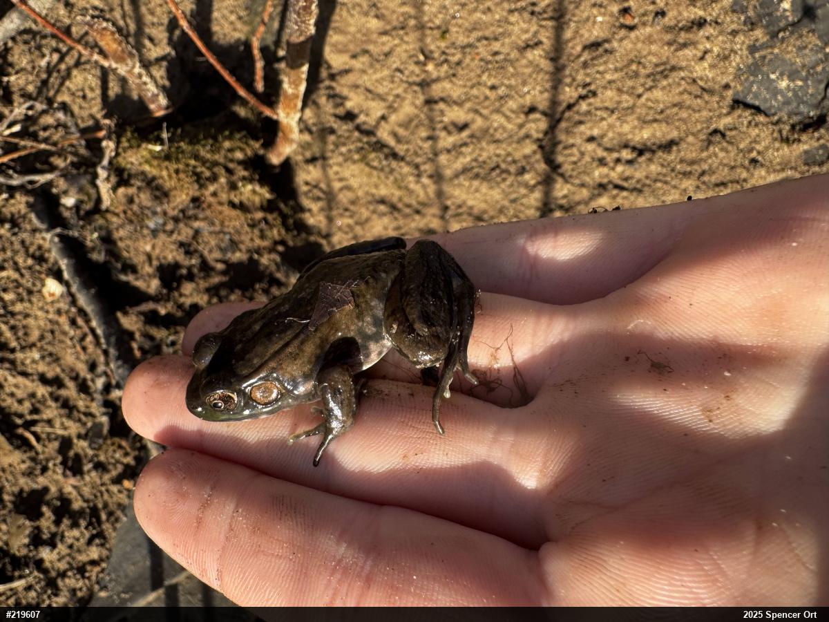 Green Frog