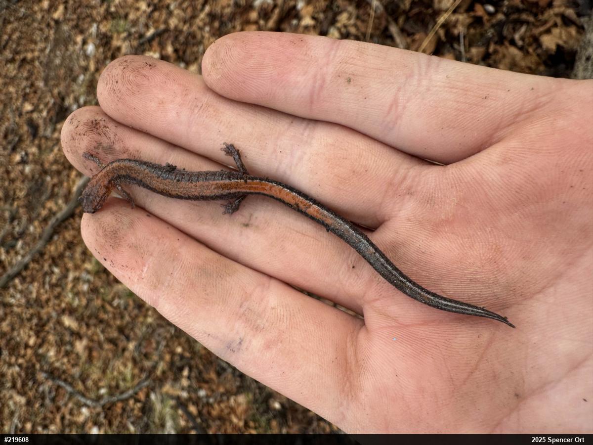 Eastern Red-backed  Salamander