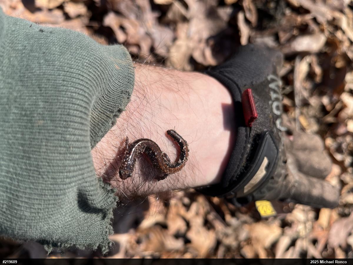Eastern Red-backed  Salamander