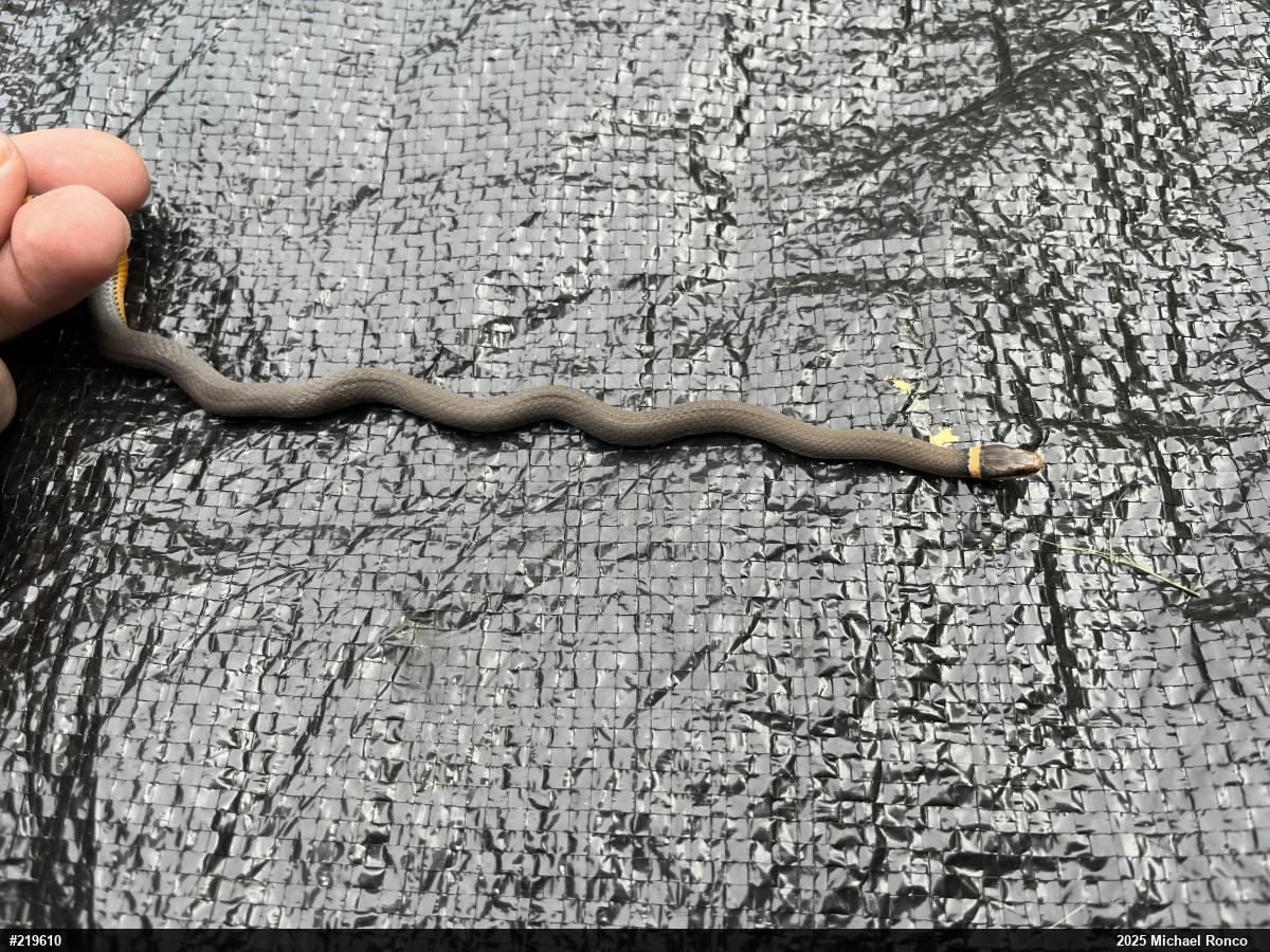 Northern Ring-necked Snake
