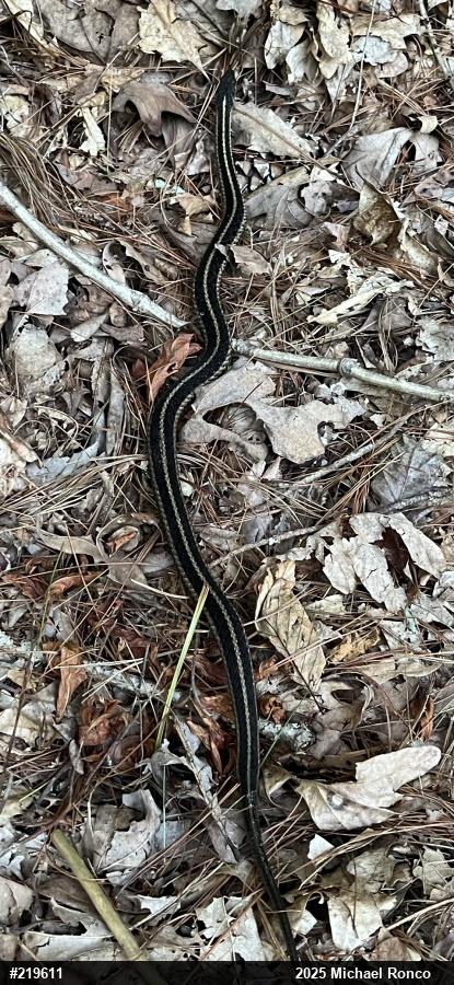 Eastern Gartersnake