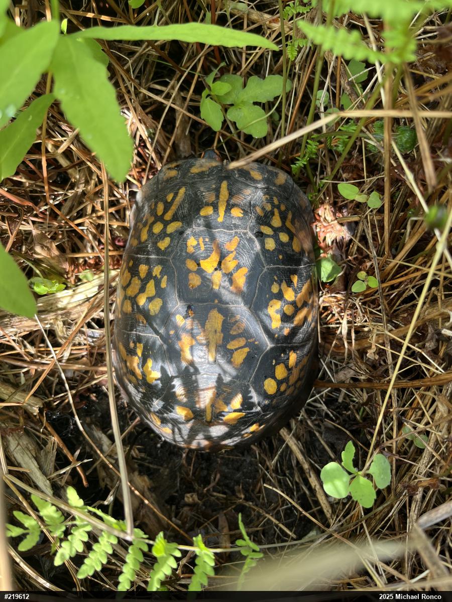 Eastern Box Turtle
