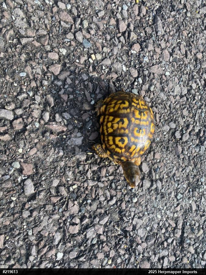 Eastern Box Turtle