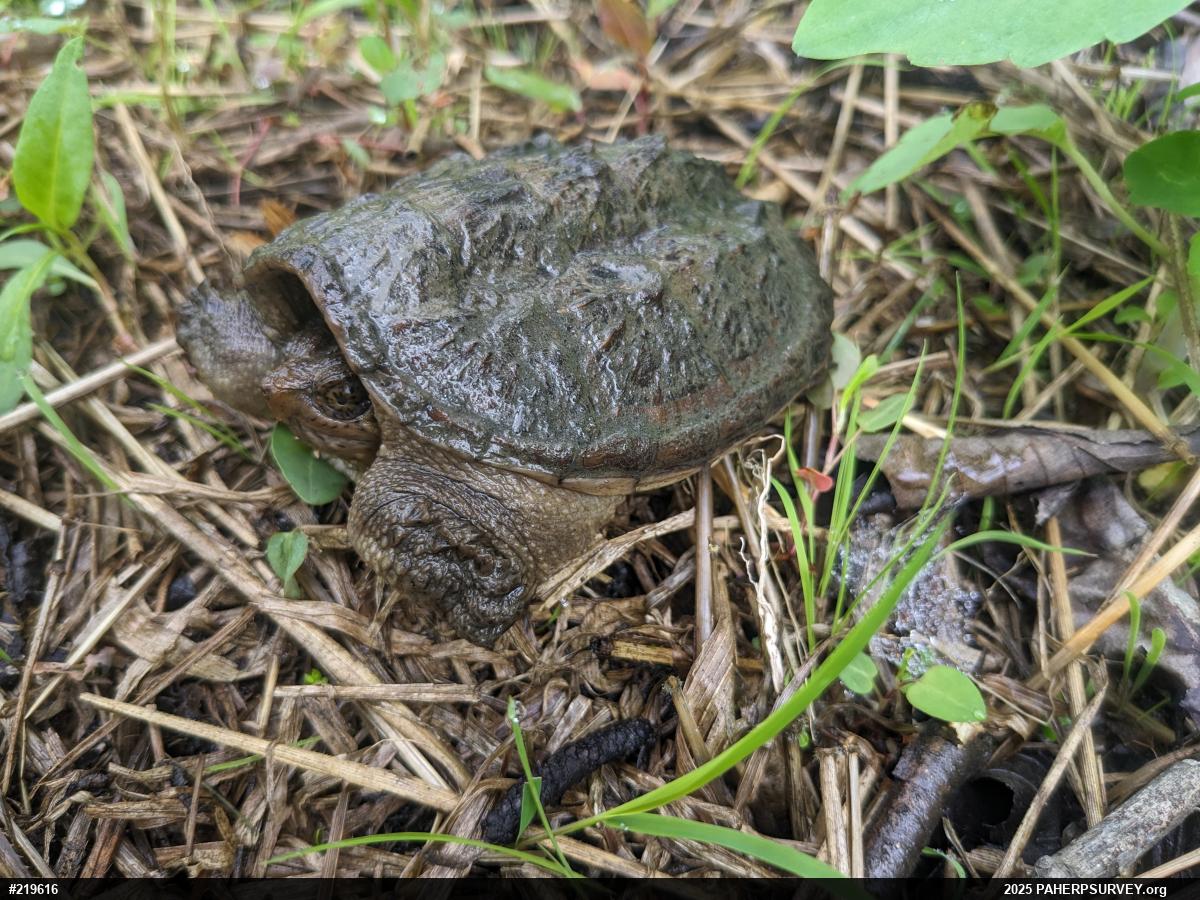 Snapping Turtle