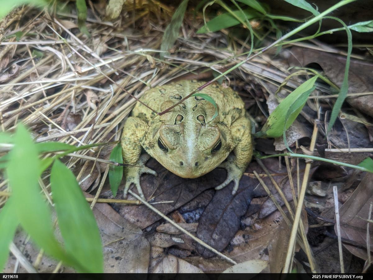 Eastern American Toad