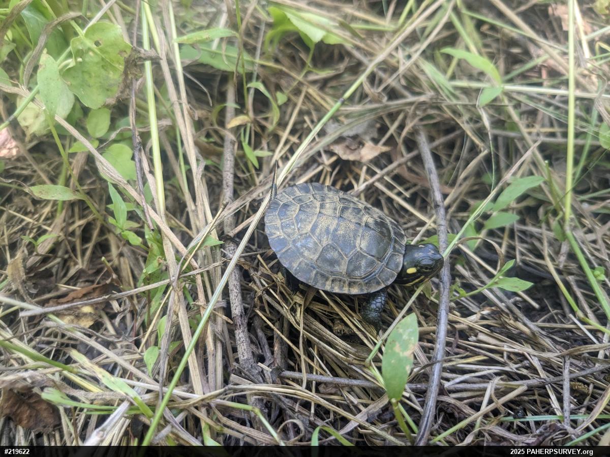 Painted Turtle