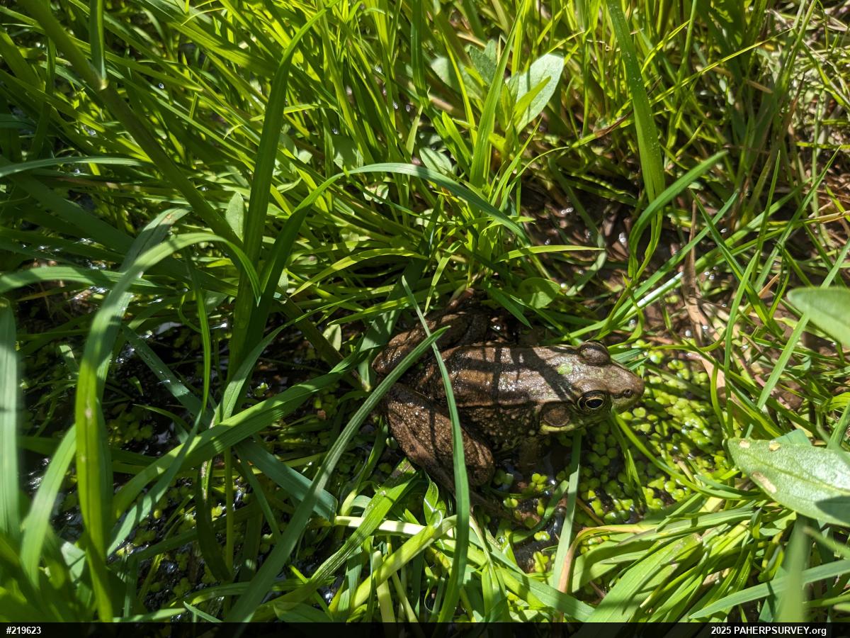 Green Frog