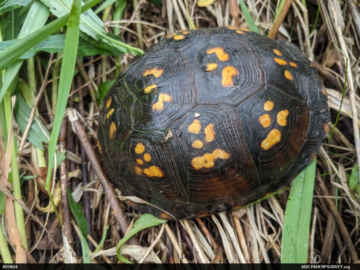 Eastern Box Turtle