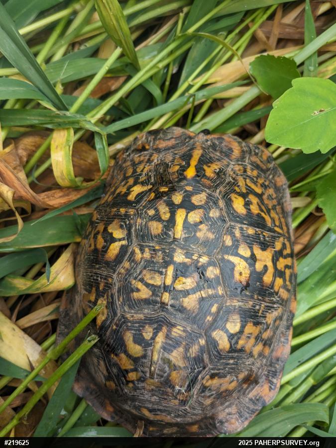 Eastern Box Turtle