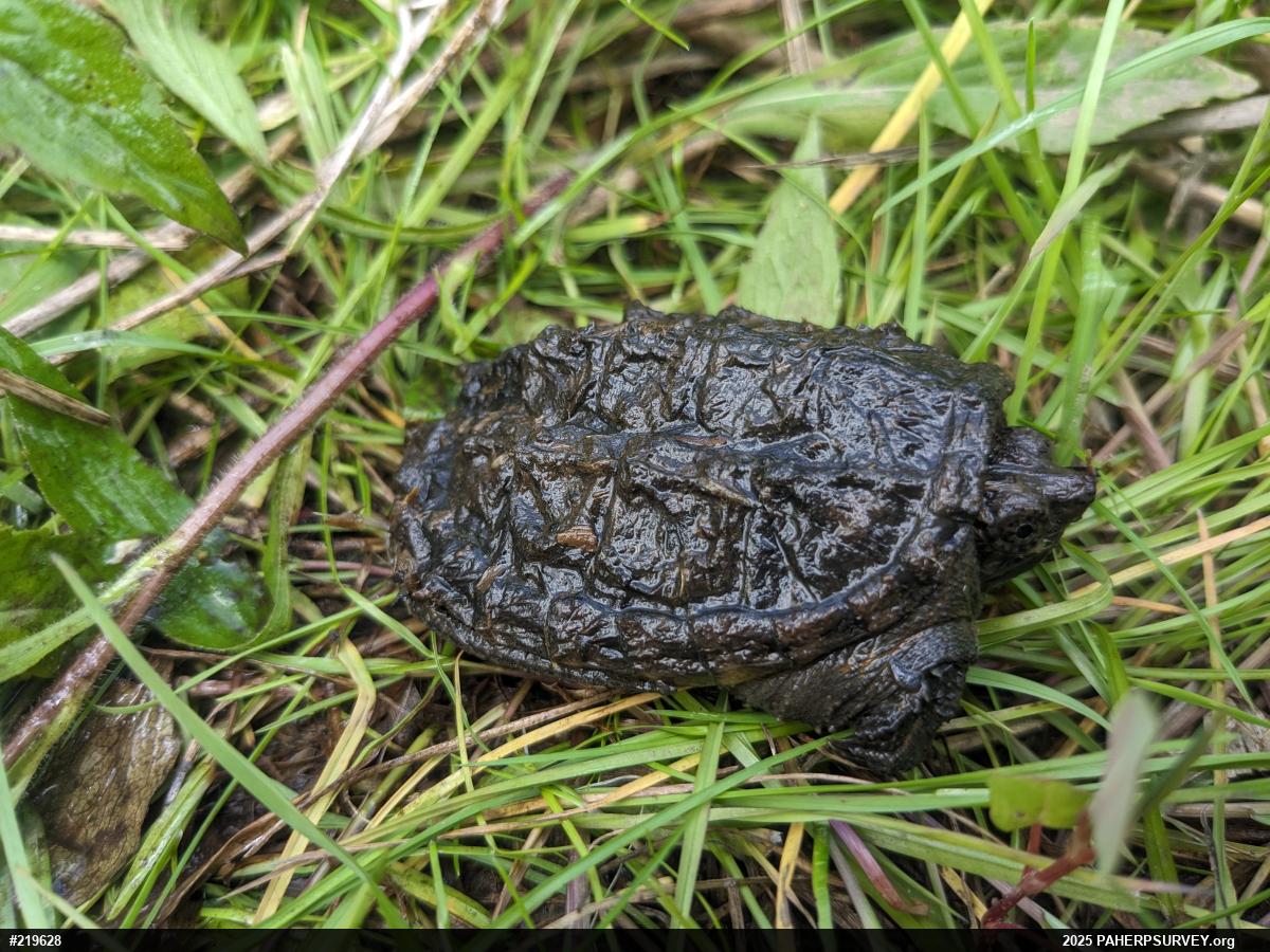 Snapping Turtle