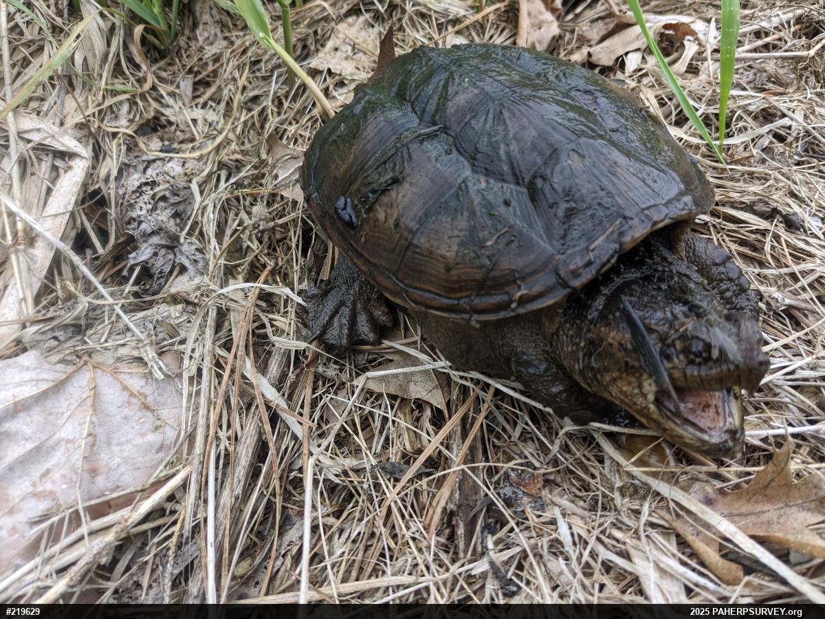 Snapping Turtle