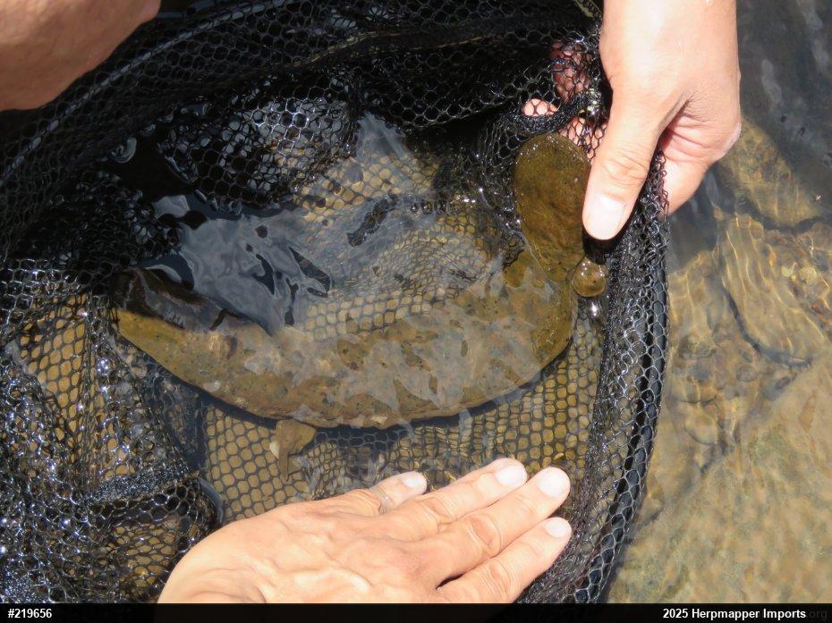 Eastern Hellbender